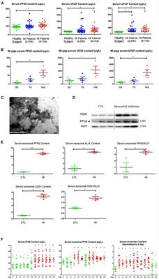 Profilin 2 and Endothelial Exosomal Profilin 2 Promote Angiogenesis and Myocardial Infarction Repair in Mice